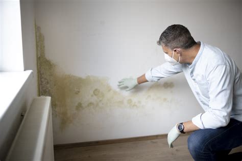 Mold in Your Walls? It Can Damage Your Health