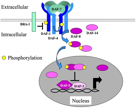 Receptors, transforming growth factor beta; Receptors, TGF-beta ...