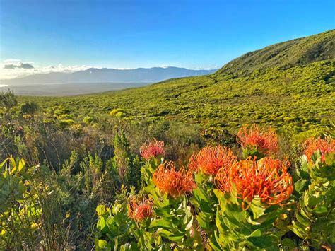 Fascinated by fynbos - Chantal Lascaris