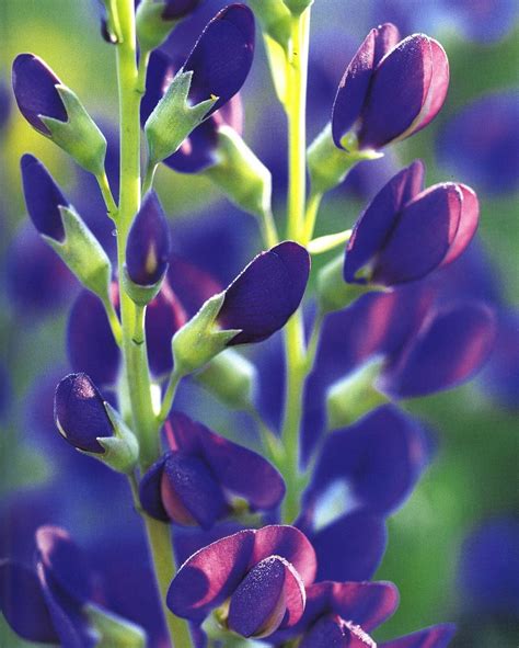 Blue false indigo is Perennial Plant of the Year for 2010 - oregonlive.com