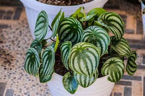 A List Of Absolutely Stunning Peperomia Varieties For Your Home