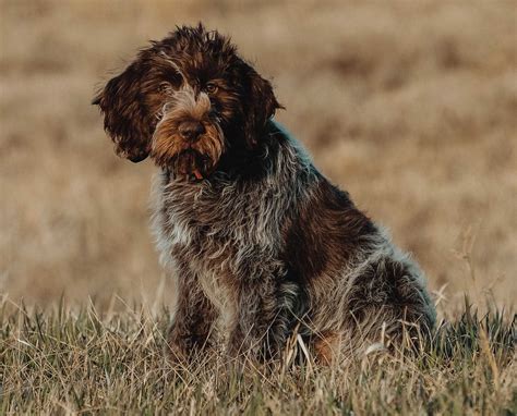 The Etymology of the Wirehaired Pointing Griffon - Project Upland