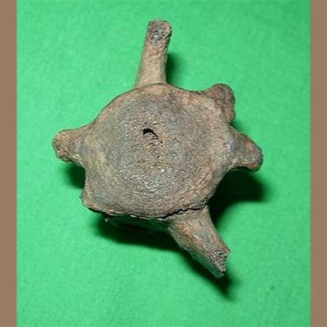 Sloth Vertebra Likely Megalonyx Fossil - Fossils & Artifacts for Sale | Paleo Enterprises