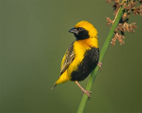 Yellow-crowned Bishop | Yellow-crowned Bishop (Euplectes afe… | Flickr