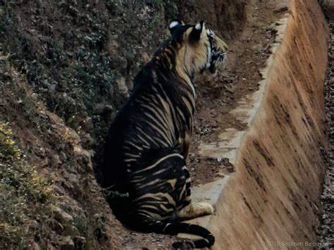 Melanistic tiger| Rare black tiger caught on camera in Odisha's ...