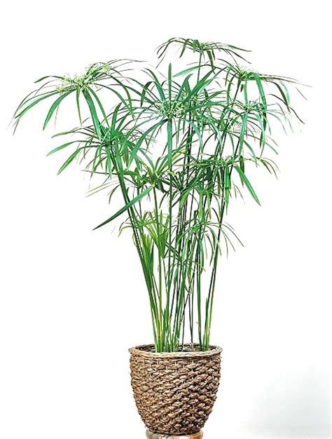 Cyperus alternifolius - Monaco Nature Encyclopedia