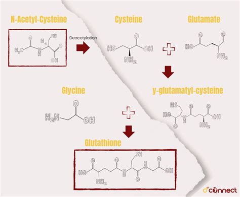 N-Acetyl Cysteine (NAC) | D'Connect