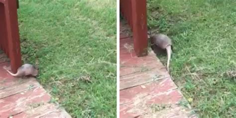 Armadillo Spotted Lounging On A Floaty In Family's Swimming Pool - The Dodo