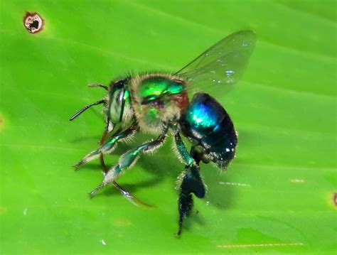 Orchid bee Euglossa sp. (Apidae:Euglossini) | Reserva Natura… | Flickr