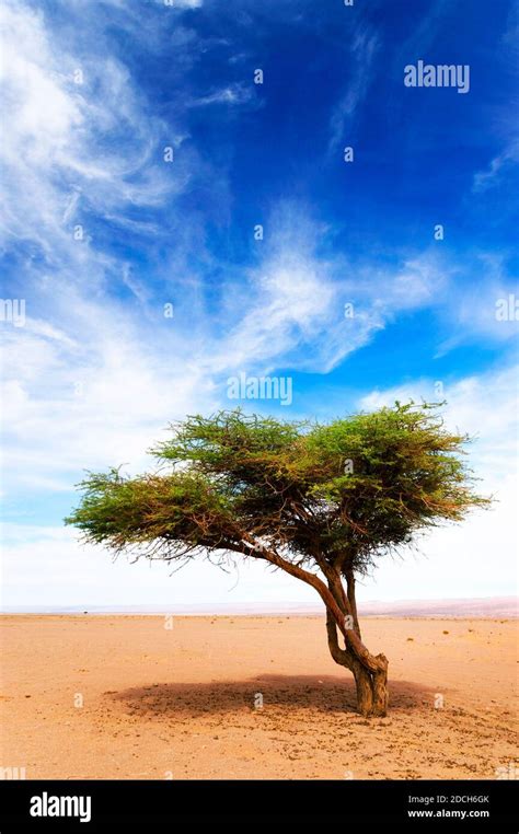 Acacia tree in Sahara Desert, Africa Stock Photo - Alamy