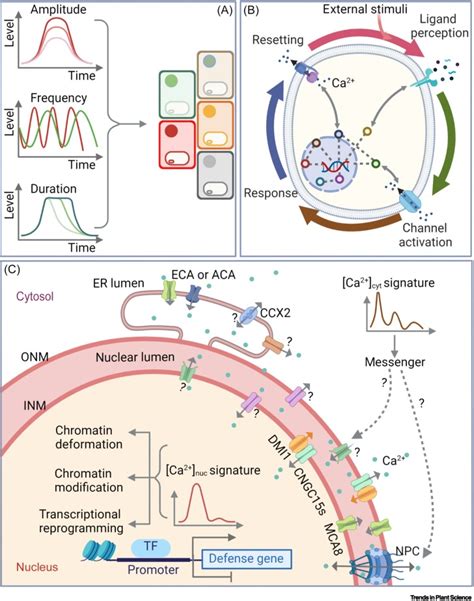 Calcium signaling in plant immunity: a spatiotemporally controlled ...