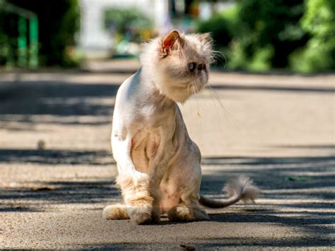 How to Shave a Persian Cat? - Cat Queries