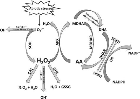 5: ROS and antioxidants defense mechanism. | Download Scientific Diagram