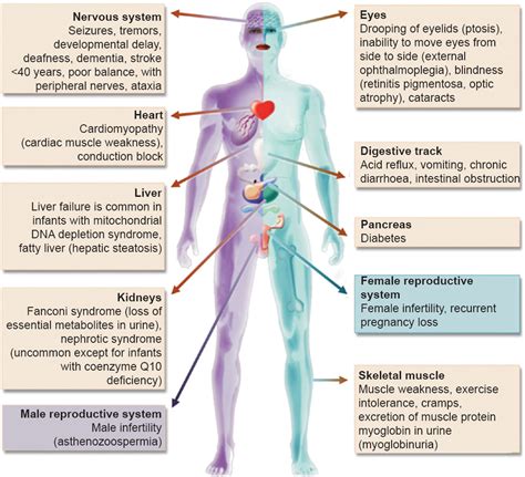 Introduction of Mitochondria | Structure | Functions | Facts