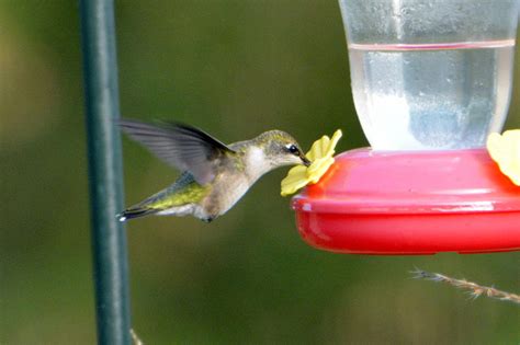 Hummingbird Feeding Photograph by Mark Madion - Fine Art America