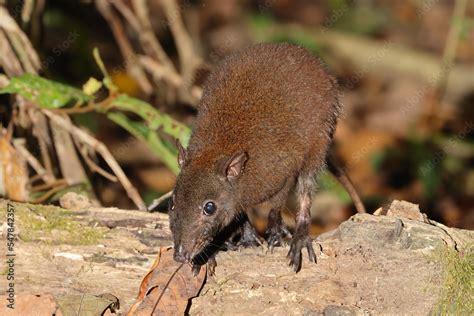 Musky Rat Kangaroo in Queensland rainforest Stock Photo | Adobe Stock