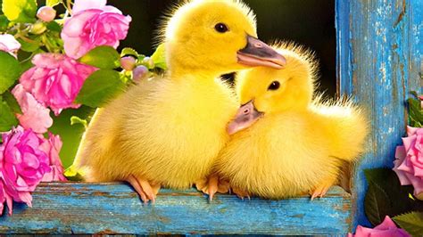 Download Sweet Baby Ducks Wallpaper | Wallpapers.com