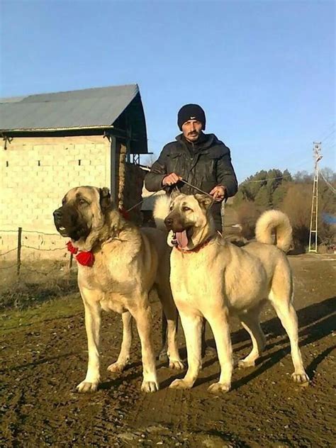 Kangal dog in Turkey - Kangal or Karabash | Kangal dog, Big dog breeds ...