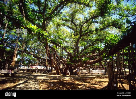 Banyan Tree Lahaina Maui Hawaii Stock Photo - Alamy