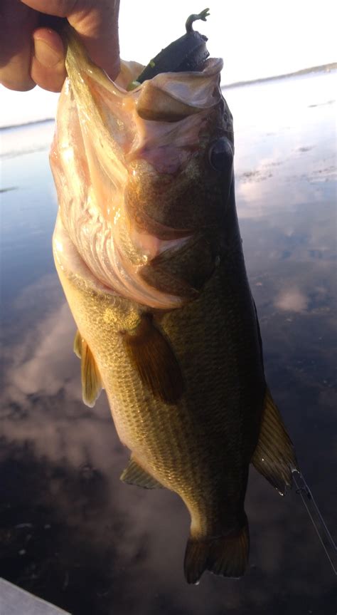 large mouth bass - Scugog Lake Stewards