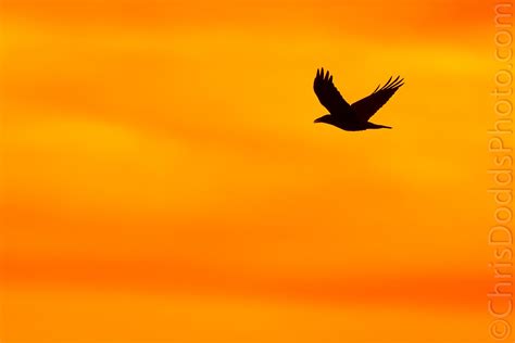 Raven Silhouette — Nature Photography Blog