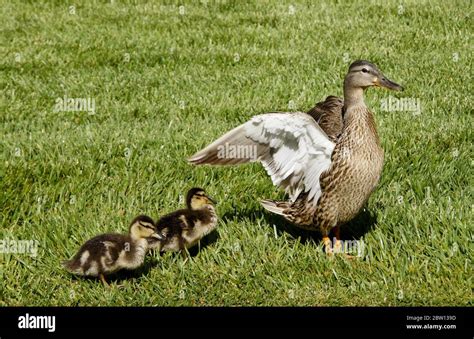 Mallard ducklings with crops full of stored food standing in grass next ...