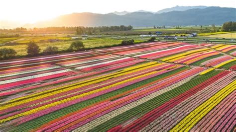 Tulip festival moving to Okanagan from Abbotsford after founder ...