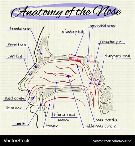 Anatomy nose Royalty Free Vector Image - VectorStock