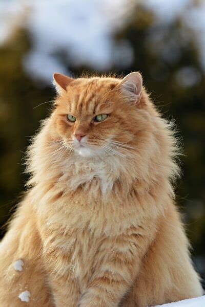 Siberian Cat Breed: Size, Appearance & Personality