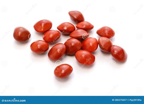 Lucky Seed (Saga Tree Seed) Stock Image - Image of sandalwood, tree ...