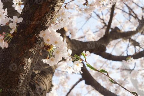 Cherry Blossom Landscape in Korea 18787340 Stock Photo at Vecteezy