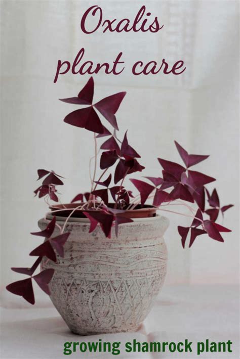 Oxalis Plant Care - Grow Shamrock Plant - Growing Ornamental Oxalis