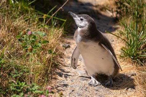 Meet Penguin Chick Regina! | Point Defiance Zoo & Aquarium