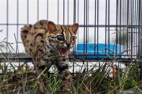 Warga kembali temukan kucing hutan masuk perkampungan - ANTARA News ...