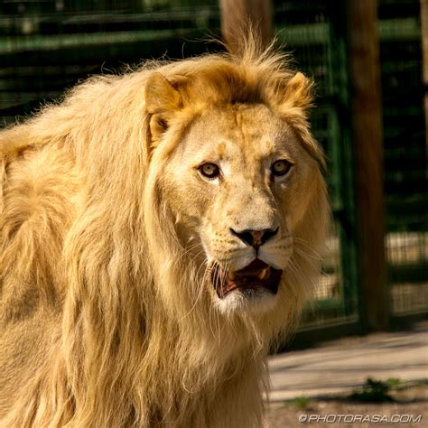 white lion mane - Photorasa Free HD Photos