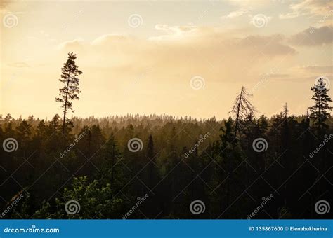 Aerial Pine Forest Silhouette and Golden Sunset Sky Stock Photo - Image ...