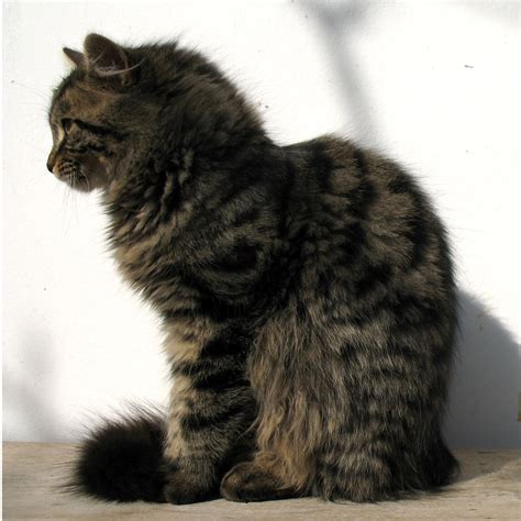 fluffy cat | Gorupka | Flickr