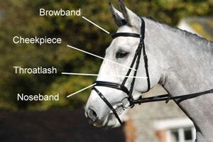 Parts of a horse bridle, different styles and useful insight into choosing a noseband - Your Horse