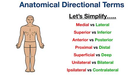 Caracterizar Amperio ayudante proximal distal definition anatomy policía Transistor artería