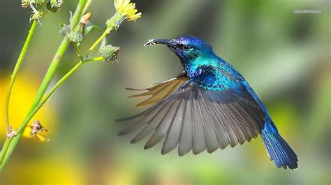 Hummingbird - Hummingbirds Photo (40487440) - Fanpop