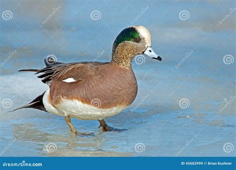 American Wigeon Stock Photo - Image: 45683999