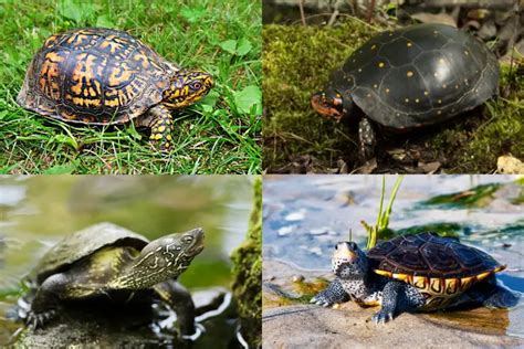 Types Of Small Turtles As Pets That Stay Small Forever