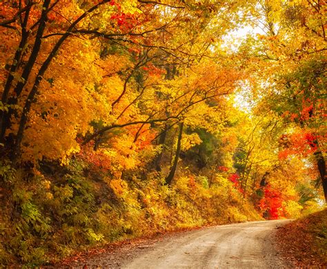 autumn, Fall, Landscape, Nature, Tree, Forest, Leaf, Leaves, Path, Trail Wallpapers HD / Desktop ...