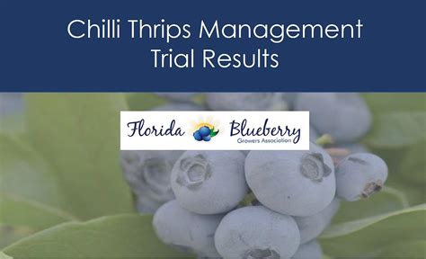 Chilli Thrips Management - Trial Results