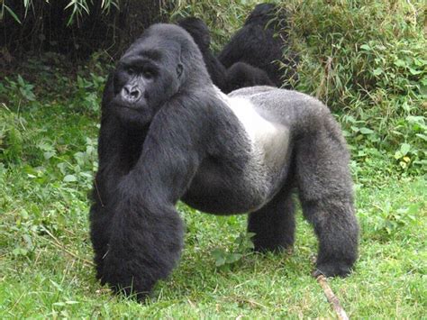 Mountain Gorilla Facts, Habitat, Diet, Life Cycle, Baby, Pictures
