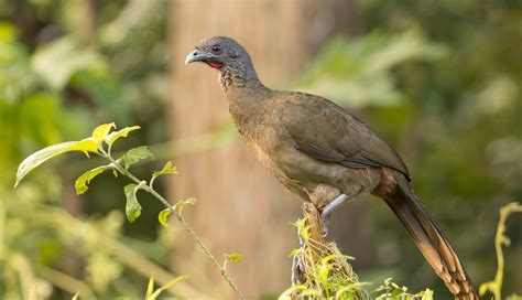 The Cocrico, national bird of... - Antonella Colombo-Bolla | Facebook