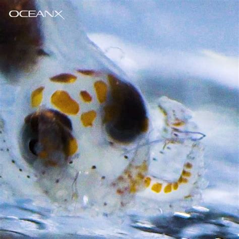 Octopus Larva from the Ocean Twilight Zone | An #octopus larva the size ...