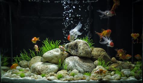 Flawless 20 Amazing Aquarium Design https://meowlogy.com/2018/12/31/20-amazing-aquarium-design ...