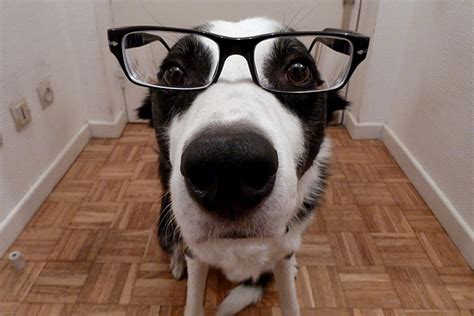 20 Cute dogs with glasses | Amazing Creatures