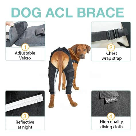 dog acl brace vs surgery– LISPOO